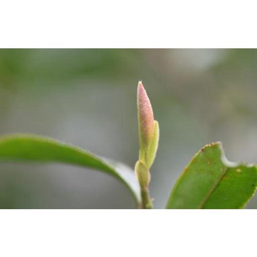 명전 두채 야생 고저자순 50g